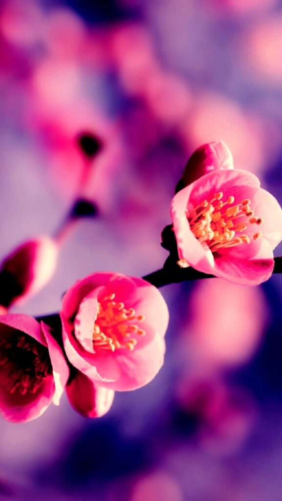 iphone-4k-wallpapers-1.5