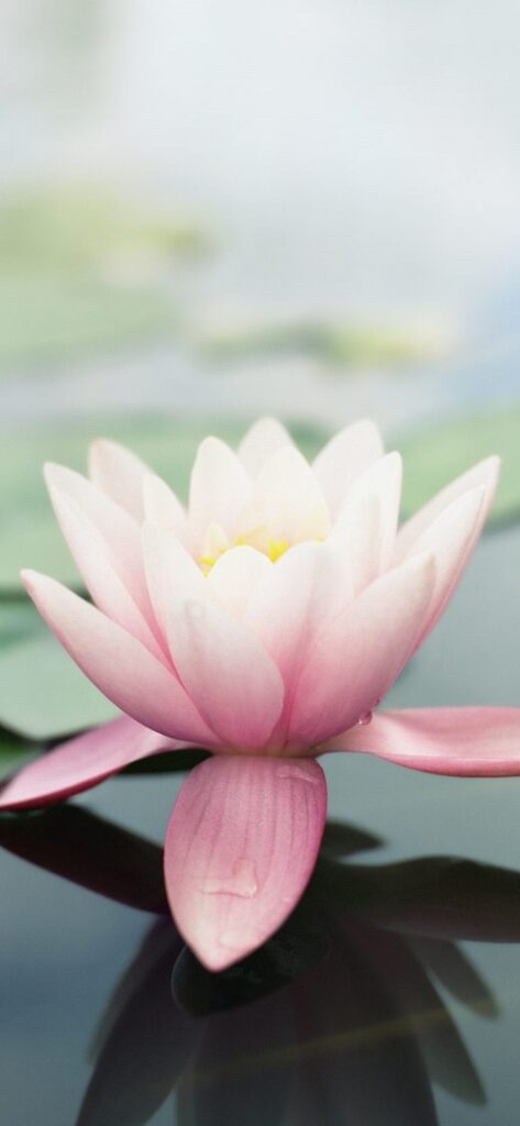 iphone-x-wallpapers-1.32